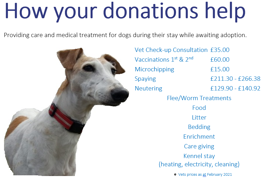 Meet our Dogs - Animal Concern Cumbria - Rehoming and supporting animals in need Meet our Dogs - Animal Concern Cumbria - Rehoming and supporting animals in need