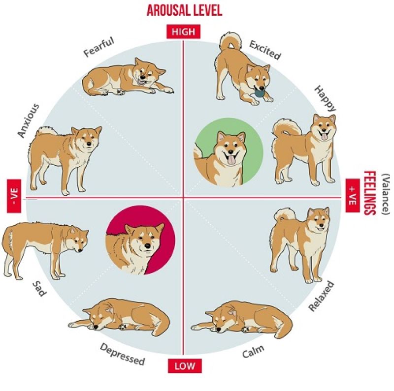 Emotions, body language and mood: how well do you know your dog?