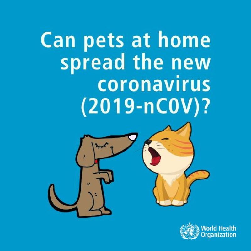 Coronavirus and pets