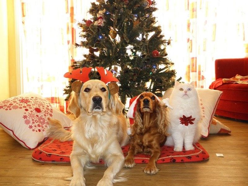 Harmful foods for animals at Christmas
