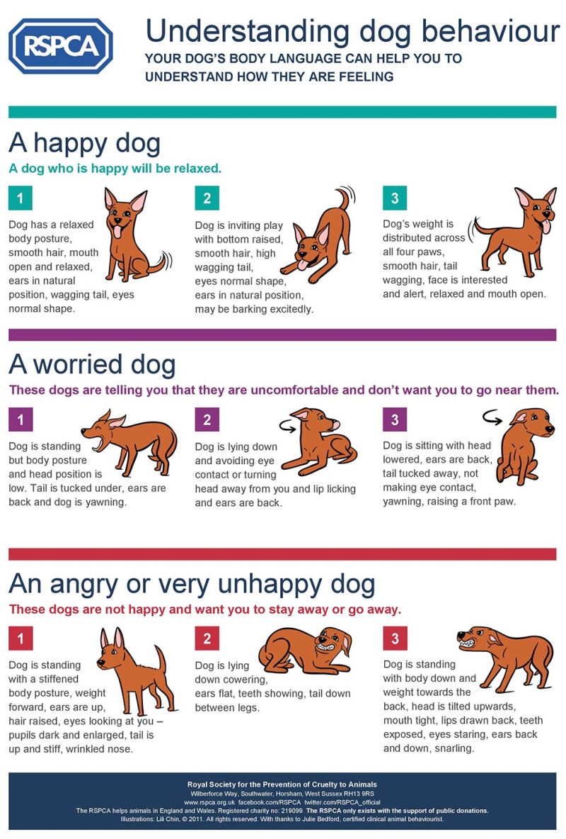Dogs, Understanding their Body Language