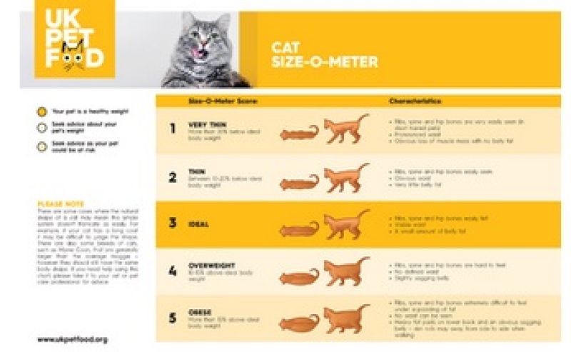 Cat weight chart