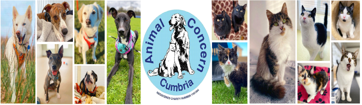 Funded by legacies, donations & fundraising. Your support is vital to  helping animals in need, thank you for your support. - Animal Concern  Cumbria - Rehoming and supporting animals in need