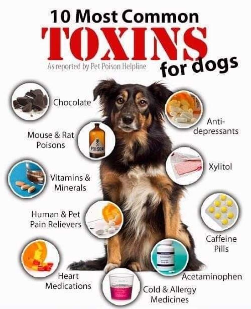 Toxins for Dogs
