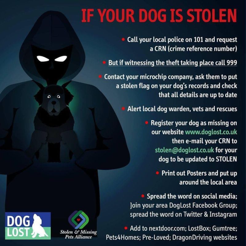 What to do if your dog is lost or stolen
