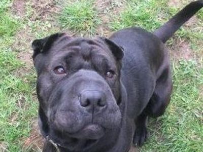 Animal Concern Cumbria