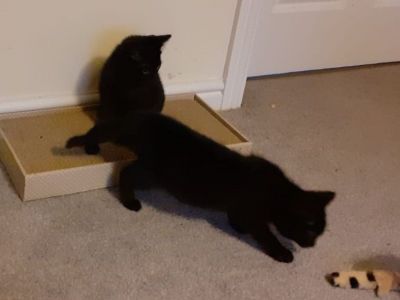 Animal Concern Cumbria