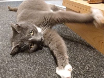 Animal Concern Cumbria