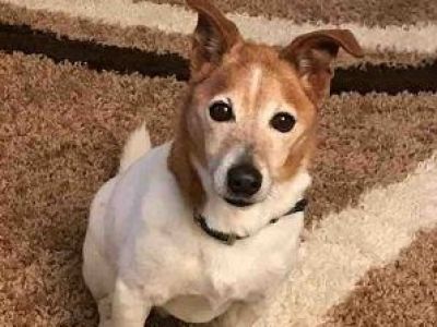 Animal Concern Cumbria