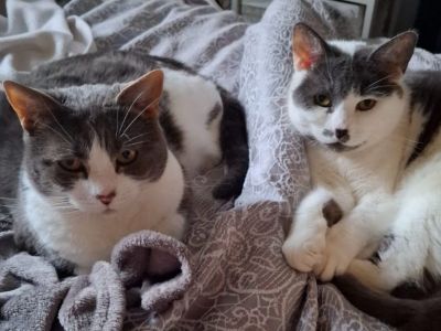 Animal Concern Cumbria