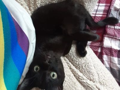 Animal Concern Cumbria