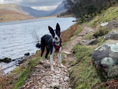 Animal Concern Cumbria