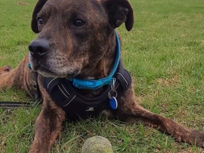 Animal Concern Cumbria