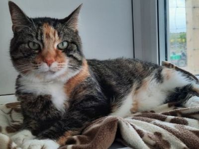 Animal Concern Cumbria