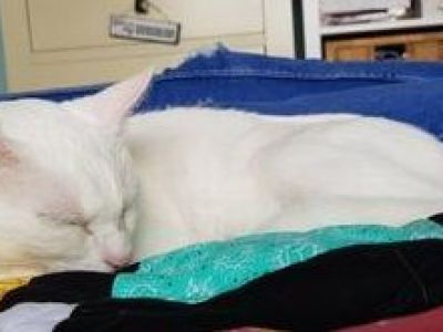 Animal Concern Cumbria