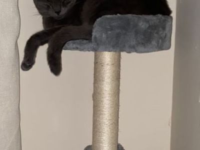 Animal Concern Cumbria