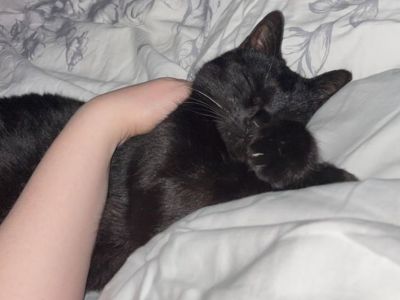 Animal Concern Cumbria