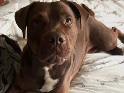 Animal Concern Cumbria