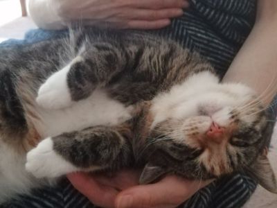 Animal Concern Cumbria