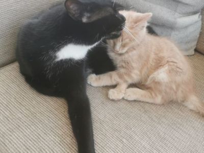 Animal Concern Cumbria