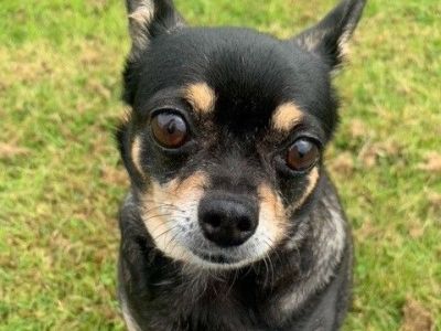 Animal Concern Cumbria