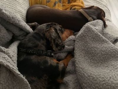 Animal Concern Cumbria