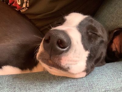 Animal Concern Cumbria