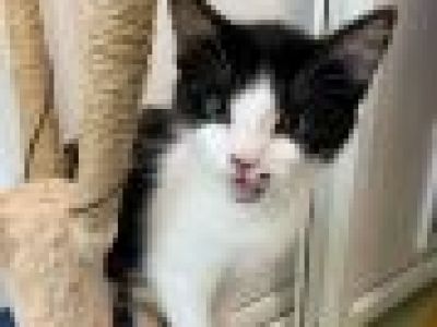 Animal Concern Cumbria