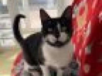 Animal Concern Cumbria