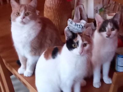 Animal Concern Cumbria