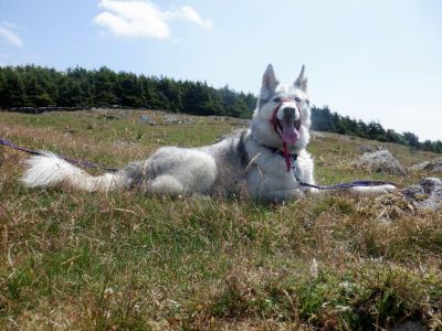 Animal Concern Cumbria