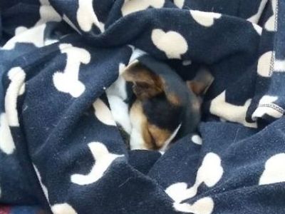 Animal Concern Cumbria