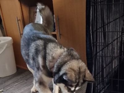 Animal Concern Cumbria