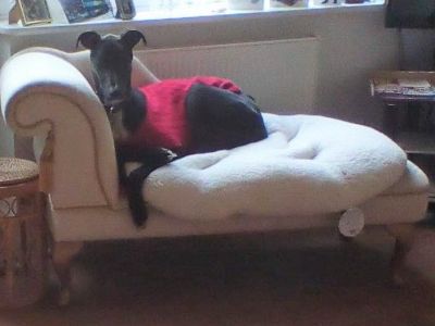 Animal Concern Cumbria