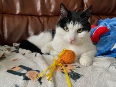 Animal Concern Cumbria