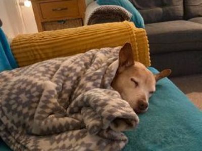 Animal Concern Cumbria