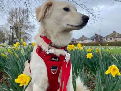 Animal Concern Cumbria