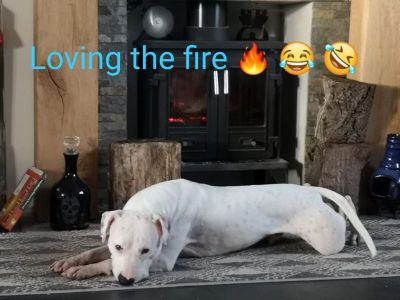 Animal Concern Cumbria