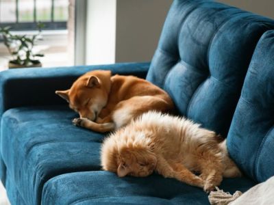 Animal Concern Cumbria