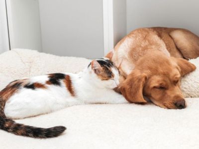 Animal Concern Cumbria