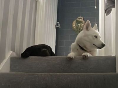 Animal Concern Cumbria