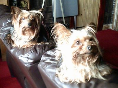 Animal Concern Cumbria