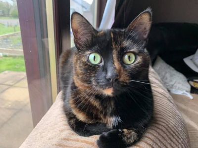 Animal Concern Cumbria