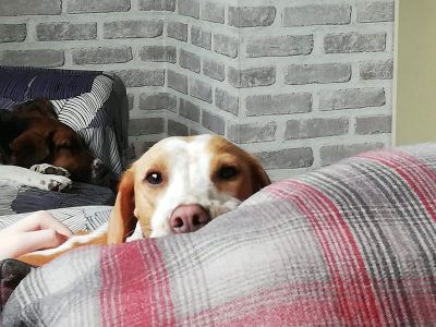 Animal Concern Cumbria