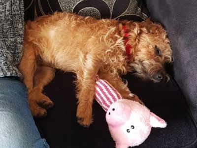 Animal Concern Cumbria