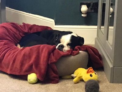 Animal Concern Cumbria