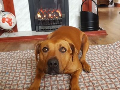 Animal Concern Cumbria