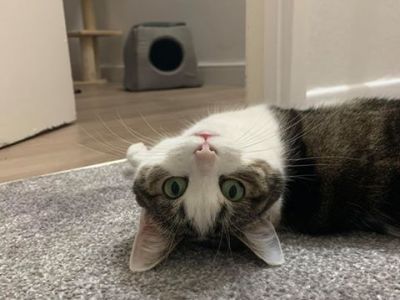 Animal Concern Cumbria