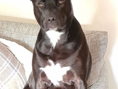 Animal Concern Cumbria