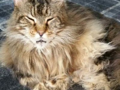 Animal Concern Cumbria